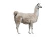 llama