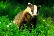 badger