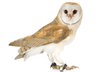 barn owl
