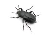 beetle