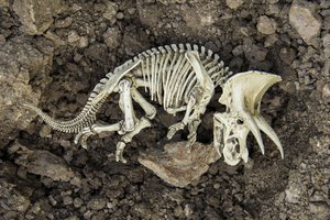 extinction