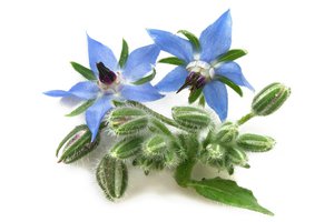 borage