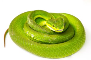 venomous