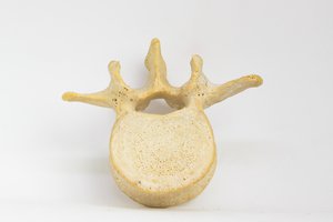 vertebra