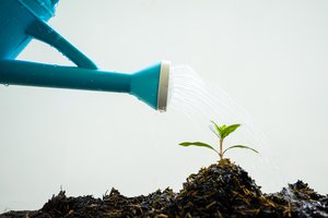 regar las plantas