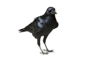 raven