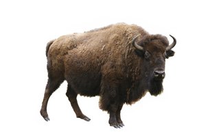 el bisonte