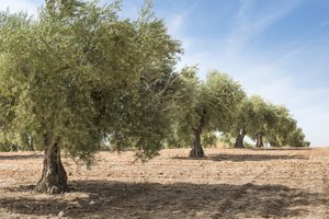 olive grove