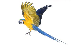 macaw