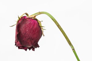 withered
