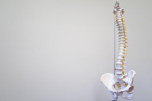 la columna vertebral