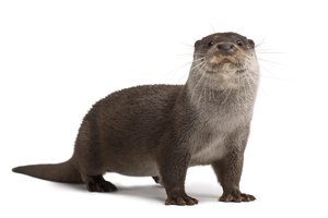la nutria