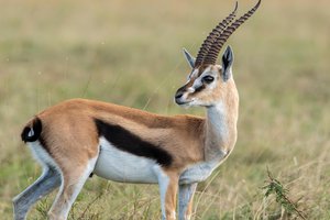 gazelle