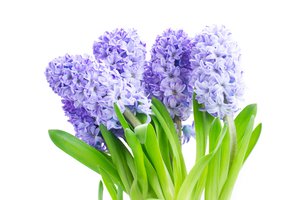 hyacinth