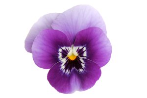 la violeta