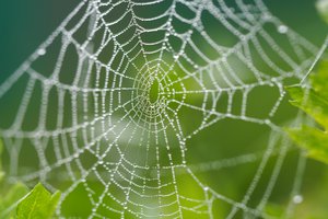 la telaraña