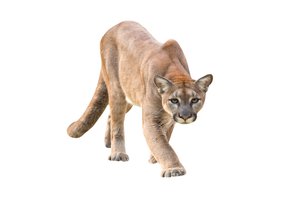 el puma