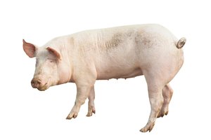 el cerdo, la cerda