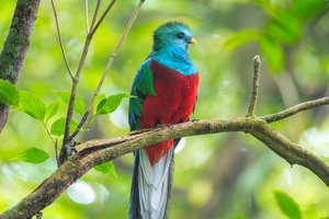 quetzal