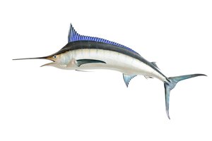 swordfish