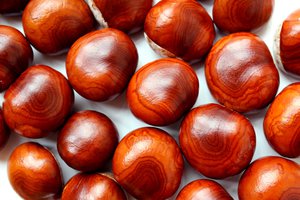 chestnut-colored