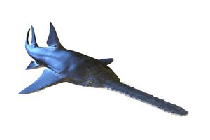 sawfish