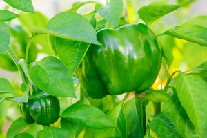 green pepper