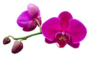 la orquídea