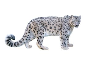 el leopardo de las nieves