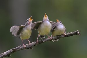cheep