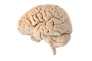 brain