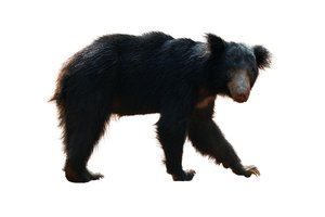 sloth bear