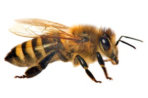 la abeja