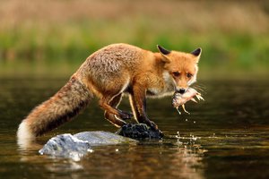prey