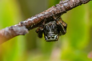 spider