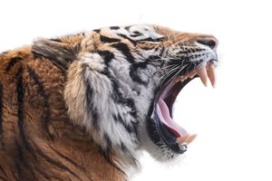 fierce