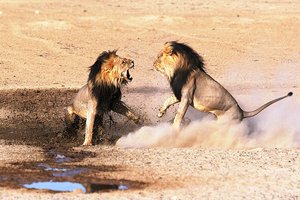 fight