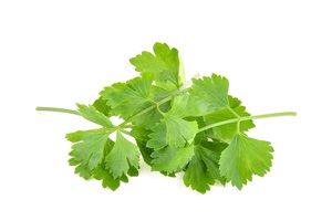 cilantro