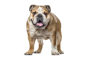 bulldog