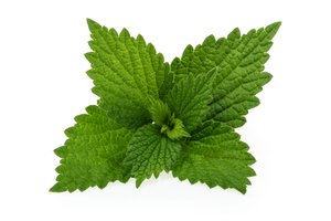 nettle