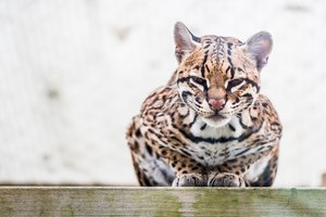 el ocelote