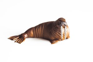 walrus