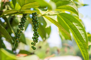 pepper plant
