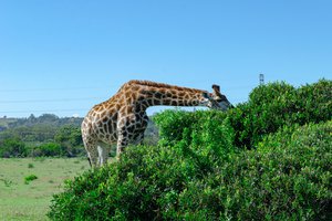 animales y plantas