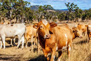livestock