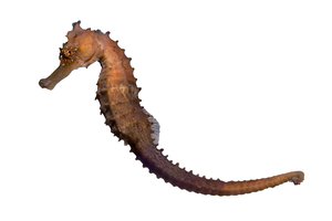 seahorse