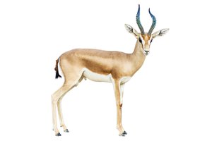 antelope