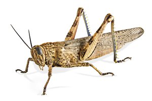 la langosta
