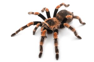 la tarántula