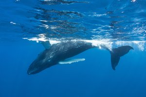 whale calf